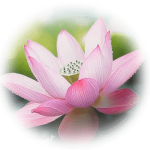 荷花(声音)