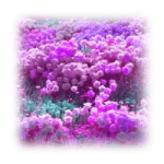 花海b(声音)
