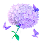 绣球花语